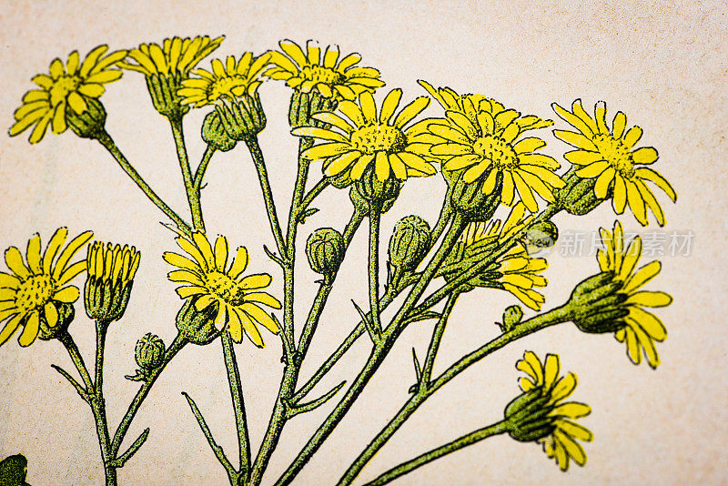 古色古香的植物学插图:Ragwort, Senecio jacobaea